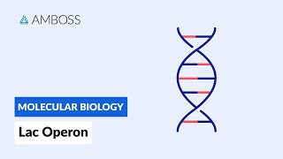 Prokaryotic Gene Regulation Lac Operon [upl. by Yerffeg459]