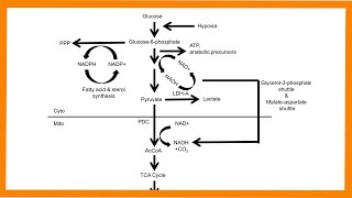 Glycolysis [upl. by Ulphia193]