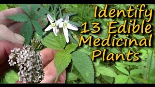 A Video Identification Guide To Edible amp Medicinal Plants  Pt 2 [upl. by Plerre]