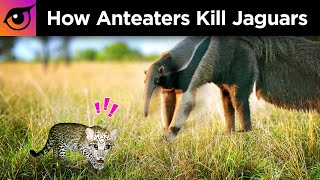 How Anteaters Kill Jaguars [upl. by Jarib]