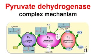 Pyruvate dehydrogenase complex mechanism [upl. by Maples784]