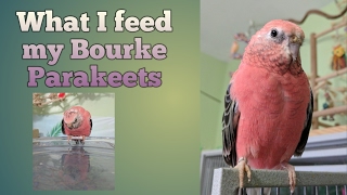 Feeding my Rosy Bourke Parakeets  The Dry Food [upl. by Thirzi198]