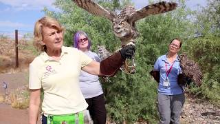 Arizona Great Horned Owl Identification Video [upl. by Anialed]