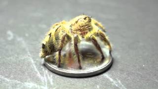 BIGGEST JUMPING SPIDER Female  Hyllus diardi 18mm [upl. by Schwing308]