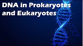 DNA in Prokaryotes and Eukaryotes [upl. by Yelhsa437]