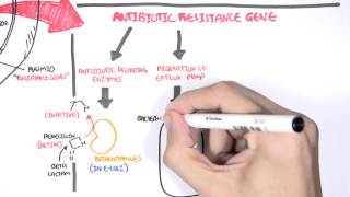 Microbiology  Bacteria Antibiotic Resistance [upl. by Derayne]