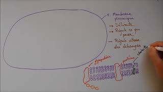 Structure cellulaire 1  Membrane noyau appareil de Golgi [upl. by Refinne622]