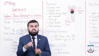 Skeleton System in 1 Shot  All Theory Tricks amp PYQs Covered  Class 11  NEET [upl. by Eilac]