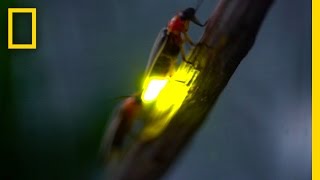 Watch Fireflies Glowing in Sync to Attract Mates  National Geographic [upl. by Annahsal]