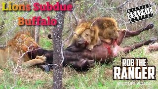 Lions Overpower A Buffalo  Intense Lion vs Buffalo Safari Sighting [upl. by Adamik971]