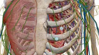 Zooming dissecting and rotating the 3D model  Human Anatomy Atlas [upl. by Ixela]