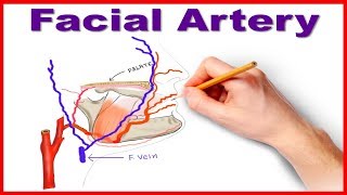 Facial Artery Course and Branches [upl. by Quartana]