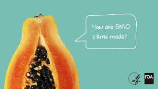 Agricultural Biotechnology How Are GMO Plants Made [upl. by Jody536]