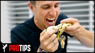 Ball Python BITES… How Bad Are They [upl. by Mudenihc775]