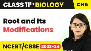 Root and Its Modifications  Morphology of Flowering Plants  Class 11 Biology [upl. by Asiruam]