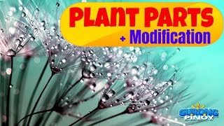 Plant Roots Stem amp Leaves Function amp Modification [upl. by Cutlerr822]