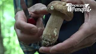 Conoscere i Funghi Boletus Aestivalis [upl. by Ozan]