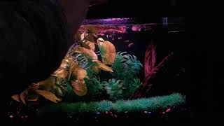 Way overstocked 10 gallon guppy tank and feeding frenzy [upl. by Ilaw]