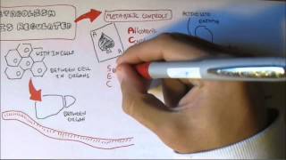 Regulation of Enzyme Activity [upl. by Elpmet]