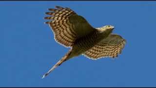 Sparrowhawk Bird Call Bird Song [upl. by Meluhs]