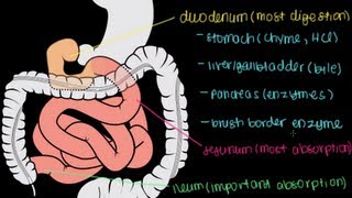 Small Intestine Structure Digestion Absorption [upl. by Cuda]