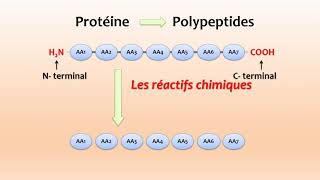 Cours Protéines  SÉQUENÇAGE DES PEPTIDES [upl. by Bradlee429]