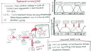 Cell cycle regulation by cyclin and CDKs [upl. by Lazarus]