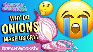 Why Do Onions Make Us Cry  COLOSSAL QUESTIONS  Learn withme [upl. by Trillbee383]