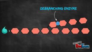 Glycogenesis and Glycogenolysis Animation [upl. by Oliviero]