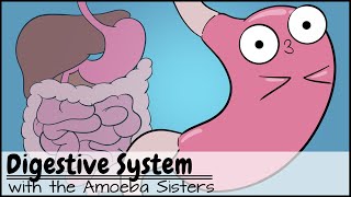 Digestive System [upl. by Garbers]