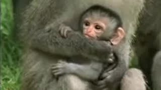 Cute Baby Vervet Monkies Playing  Cheeky Monkey  BBC Studios [upl. by Zicarelli]