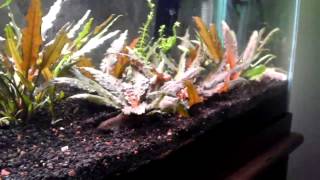 How to Propagate Cryptocoryne Wendtii [upl. by Evslin186]