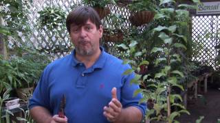 Growing Plum Trees  How to Prune a Plum Tree [upl. by Murdock]