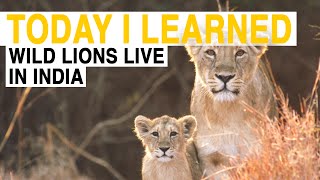 TIL Wild Lions Live in India  Today I Learned [upl. by Esilrac535]