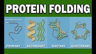 PROTEIN FOLDING [upl. by Amej]