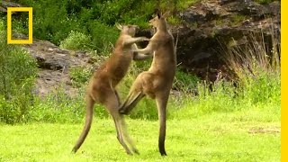 Kangaroo vs Kangaroo  National Geographic [upl. by Kyriako]