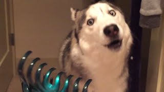 Funniest Husky Videos 🤣 🐶 Funny And Cute Dog Videos Compilation [upl. by Hcirdla287]