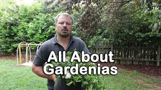 ALL ABOUT GARDENIAS  Details about different varieties and how to grow Gardenias [upl. by Yruy]