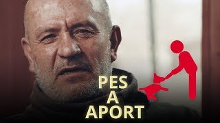 Jak naučit psa aportovat [upl. by Ihel]