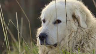 Le Patou mise en place des chiens de protection et efficacité face à un ours images thermiques [upl. by Glori]