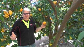 Navel orange pruning with Darren Minter Part 2 [upl. by Aihk239]