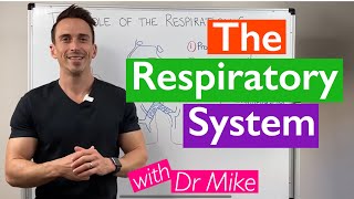 Introduction to the Respiratory System [upl. by Atlee]