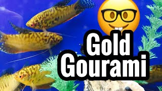 Gold Gourami Fish Care  Tank Mates amp Size [upl. by Berstine874]