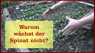 Warum wächst der Spinat nicht [upl. by Diamante895]