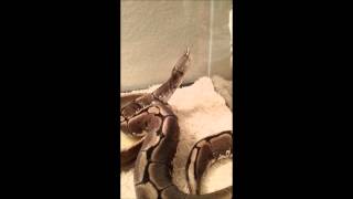 Spider Ball Python Wobbles [upl. by Ahsined]