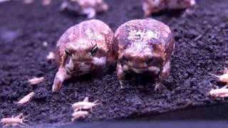 Bushveld Rain Frog Feeding time 2nd [upl. by Odnesor148]