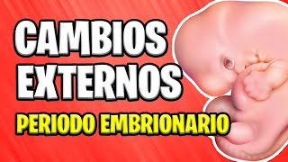 ✅ CAMBIOS EXTERNOS EN EL EMBRIÓN  PERIODO EMBRIONARIO 📚 EMBARAZO 👶 EMBRIOLOGÍA [upl. by Leahcimnhoj124]