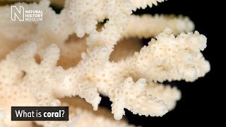 What is Coral  Natural History Museum [upl. by Marco]