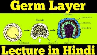 Gastrulation  Germ Layers Ectoderm Mesoderm amp Endoderm  For NEET [upl. by Strohben450]