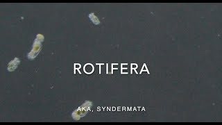 Rotifera [upl. by Rossing]